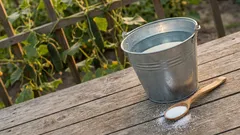 Ogórki słabną pod koniec lata? Zrób roztwór 3 łyżki na 10 litrów i podlej pod korzeń