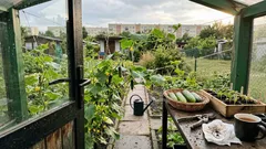 Ogórki na chłodne i deszczowe lato: 5 odmian, które nie zawodzą