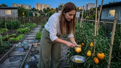 Żółte pomidory do sałatek i podjadania: 5 odmian, które naprawdę warto posadzić