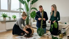 Duże rośliny doniczkowe, które rosną najszybciej i jak je okiełznać