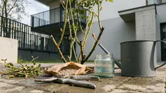 Wiosenna pielęgnacja róż: 3 kroki, które dają mocne pędy i długie kwitnienie