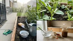 3 kuchenne sposoby na mrówki w ogrodzie, gdy atakują grządki i roznoszą mszyce