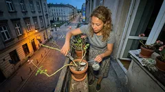 Pelargonia nie kwitnie i łysieje? 5 kroków, które przywrócą kwiaty i gęste liście