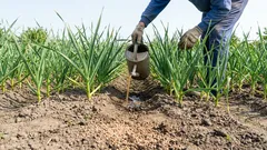 Jak podkarmić czosnek w fazie zawiązywania główki, żeby był duży i twardy