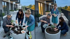 Co wsypać do dołka pod pomidory, żeby owocowały lepiej? Fakty zamiast mitów