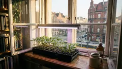 Krępa rozsada pomidora i papryki: kiedy zacząć dokarmianie i jak nie spalić korzeni