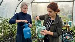 Malachitowy oprysk z miedzi i popiołu: prosty przepis i zasady, które robią różnicę