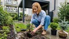Posadź je raz, a ogród z każdym rokiem wygląda lepiej: bukszpan, jodła koreańska i świerk ‘Hoopsii’