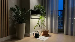 Rośliny do ciemnych kątów mieszkania: co wybrać przy półmroku i jak nie popełnić dwóch zimowych błędów