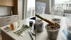 Ukorzenianie róż w miodzie: co działa naprawdę, a co jest mitem o 3 dniach