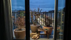 3 krzewy mrozoodporne do ogrodu, które kwitną mimo zimy do −30°C