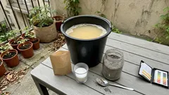 Nawóz z drożdży, cukru i popiołu do pomidorów: przepis i bezpieczne dawki