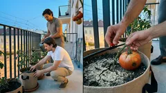 Podlewanie pomidorów bez wpadek: 3 błędy, przez które liście się skręcają i owoce pękają