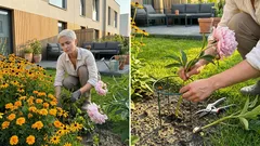 Dlaczego niektóre kwiaty nas drażnią i co z tym zrobić w ogrodzie