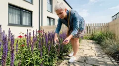 Szałwia omszona zamiast lawendy: jak ją uprawiać, by kwitła dwa razy w sezonie