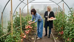 Te 3 odmiany pomidorów malinowych warto wpisać na listę na 2026. Jeden szczegół w prowadzeniu robi różnicę