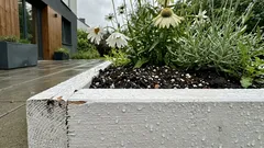 Biała rabata w ogrodzie: prosty klomb z desek i 3 byliny, które kwitną całe lato