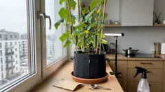 Chrupiące ogórki zimą na parapecie: prosty plan, który daje plon już po 6 tygodniach