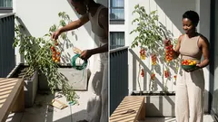 Pomidory, które owocują jak winogrona: 5 odmian z rekordowymi kiściami