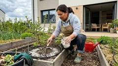 Nawożenie porzeczek wiosną: proste dawki, które realnie zwiększają plon